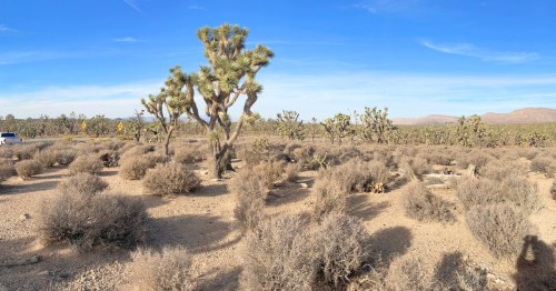 desert with joshua trees at joshua tree forest in meadview arizona