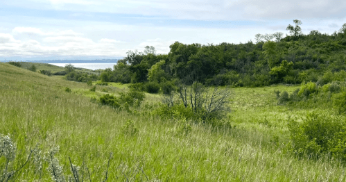 A ravine cuts between green prairie grass and a stand of trees with Lake Sakakawea visible in the distance in North Dakota.