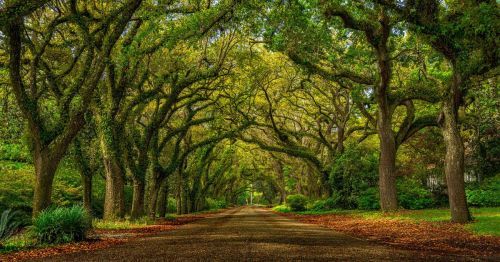 Canopy of Southern live oak trees on Oak Street in Magnolia Springs, Alabama, in fall with golden leaves flanking either side of the road.