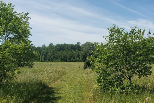 Monarch Trail meadow during the daytime