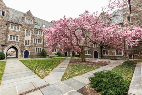 Gothic building and pink flowering tree on Princeton University camps