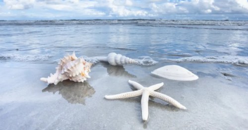A starfish and various seashells on the beach in South Carolina.