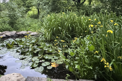 A pond with a lot of greenery in Stacy Park