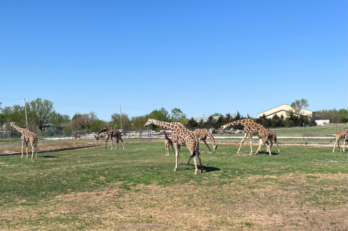 Giraffes in the grass at Tanganyika Wildlife Park