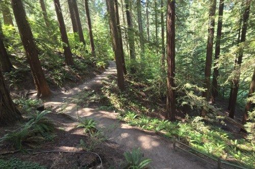 Tall trees sit around a winding dirt forest path with ferns on either side.