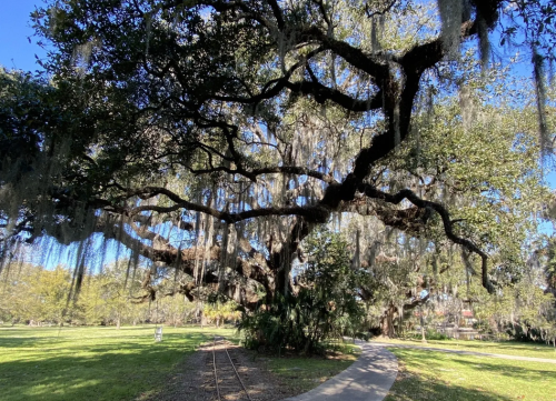 An oak tree at the park