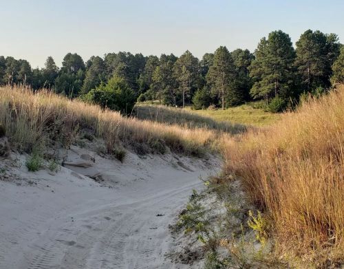 An ATV trail goes through a forest and tall grass.