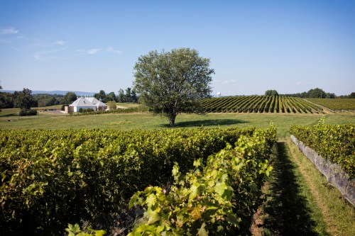 A view of the green rolling vineyards in Virginia