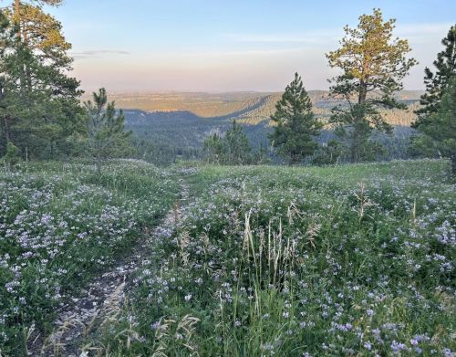 A field of wildflowers that extends into a forest.