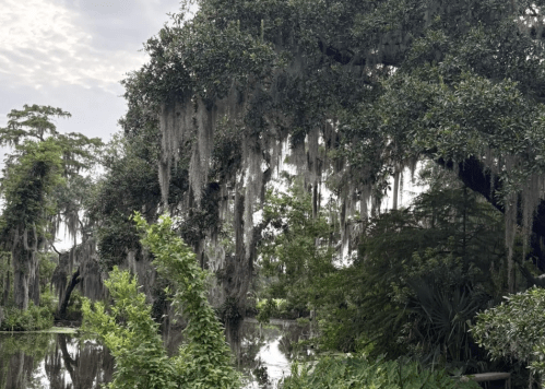 An oak tree in NOLA