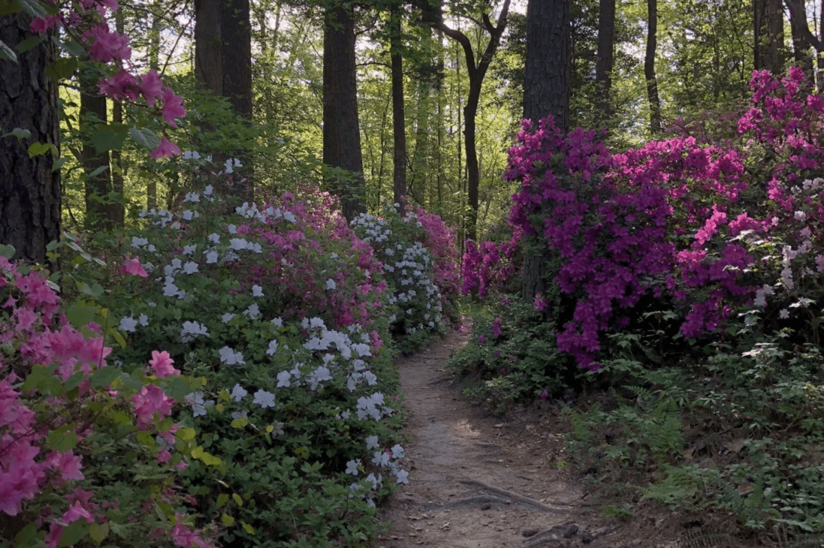 The De Hart Botanical Gardens Has a Hidden Trail in North Carolina Worthy of a Day Hike