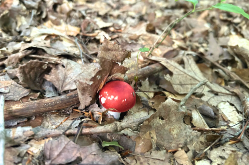 A mushroom found along the trail.