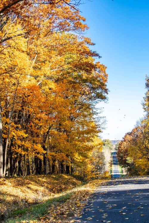 Yellow trees along Skunk Hollow Road in Ripon