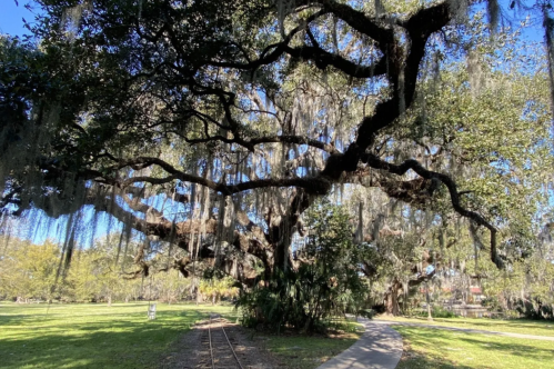 A beautiful oak tree