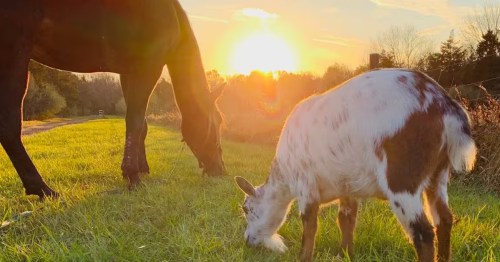 Two of the Airbnb companion animals at sunrise
