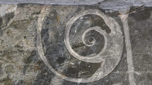 A spiral ammonite fossil etched into rock at Goodsell Ridge Preserve, highlighting the area's unique geological features.
