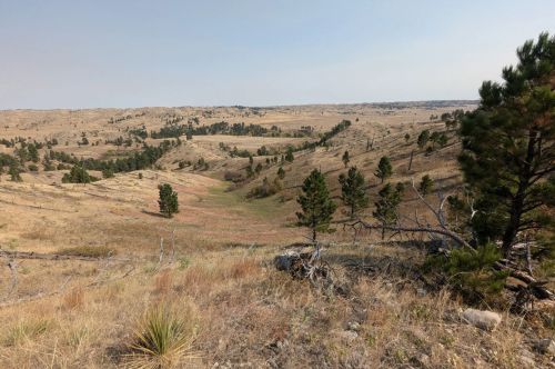 Panoramic view of plains and scattered trees.