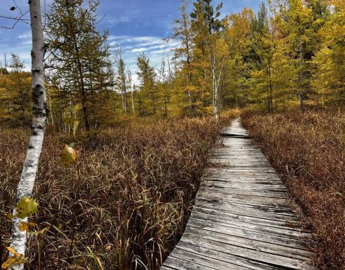 A boardwalk going through a colorful forest.