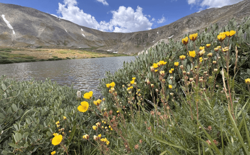 Silver Dollar Lake trail flowers