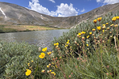 Silver Dollar Lake wildflowers