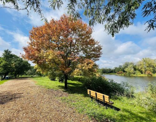A dirt trail next to a tree, a bench, and a lake.