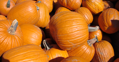 A vibrant pile of orange pumpkins, ready for picking at the Fall Harvest Festival.