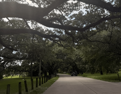 An oak tree in the NOLA Park