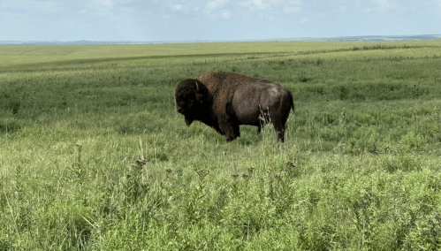 A brown bison standing on the green grass on a cloudy day