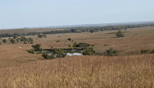 A panoramic grassland of tall, browning grasses and green trees dotting the middle and background