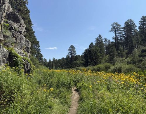A path going through a field of yellow flowers next to a rocky cliff and forest.