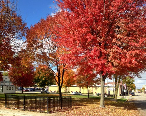 Ripon Village Green in autumn