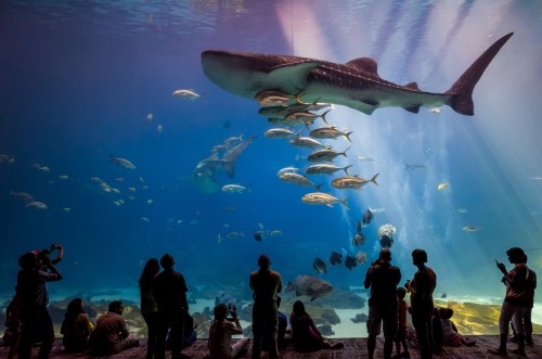 alt