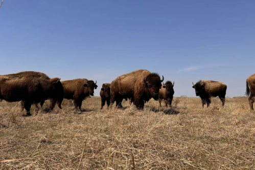 Seven brown, fuzzy bison standing in a dry grass field on a sunny day