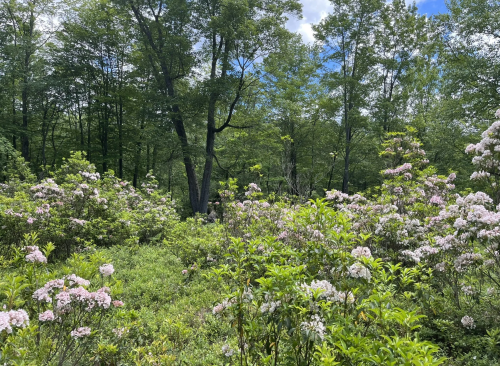 A green forest sits behind an untamed meadow of wild grass and white and pink flowers.