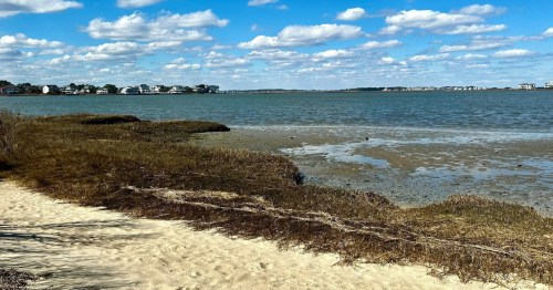 a sandy beach lined with seaweed at delaware beach state park