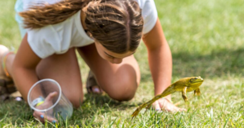 A young girl with a pony tail kneeling behind a jumping frog