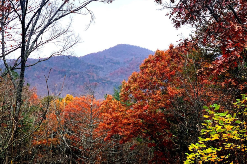 View of foliage with blue grey mountains in the distance