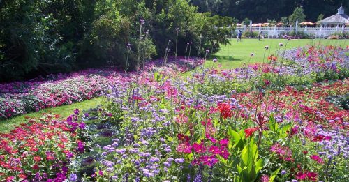 A garden of pink and purple flowers surrounded by green trees with yellow and red striped pool umbrellas in the back corner