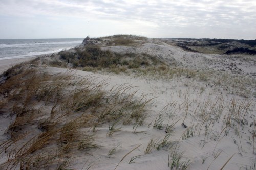 Sand dunes at Island Beach State Park in New Jersey
