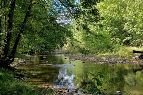 A small river flows through a green forest full of leafy trees.