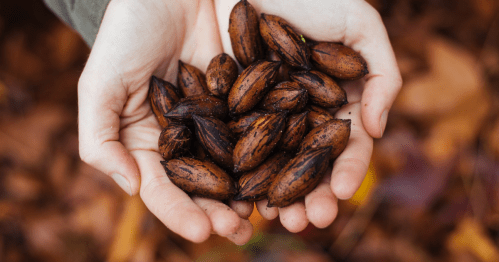 A person holds a handful of pecans.