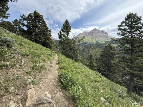 a dirt path surrounded by grassy fields and forest trees at sphinx mountain in montana