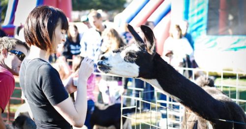 A woman feeding a lama at a petting zoo.