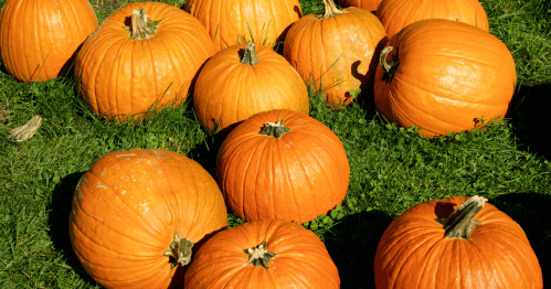 A field of large, orange pumpkins rests on a bed of green grass under a bright sun.
