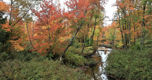A small creek winds through a lush forest with bright red and orange autumn leaves on the trees.