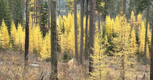 Trees that have transformed with fall colors stand out in a northern Idaho forest.
