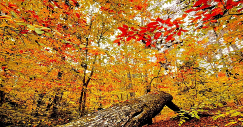 Fall foliage at Kings Mountain State Park in South Carolina