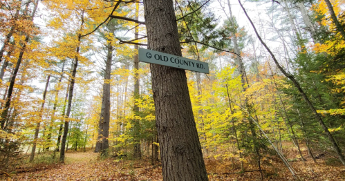 A sign for "Old County Rd." is attached to a tree trunk in a forest with yellow and green autumn leaves.