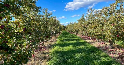 An apple orchard with a path down the middle.