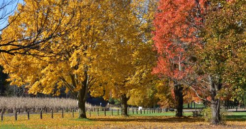 Colorful fall trees.
